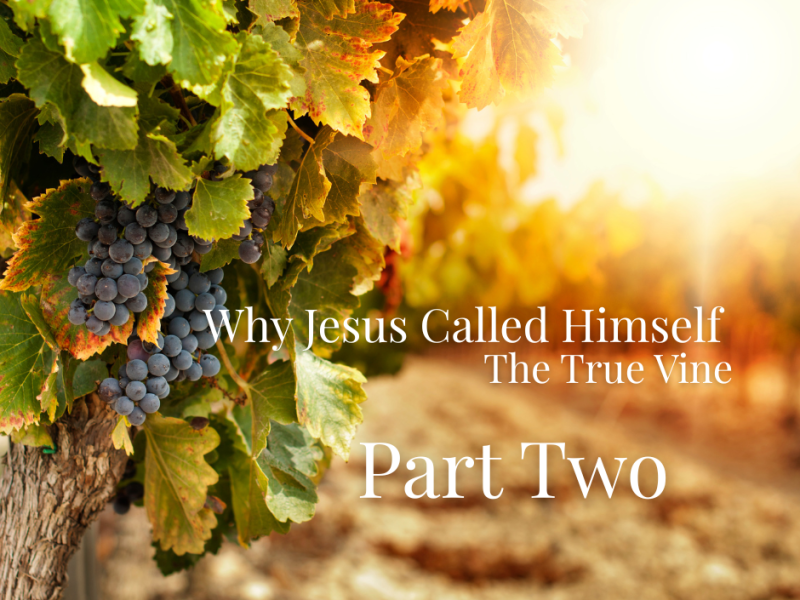 Why Jesus Called Himself the True Vine Pt.&nbsp;2